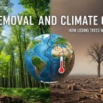 Tree Removal and Climate Change: How Losing Trees Warms Our World
