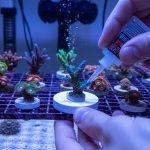 How to Avoid Common Coral Frag Mounting Mistakes