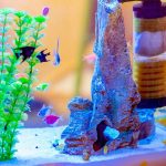 Best Fish Tank Filters on a Budget That Keep Water Perfectly Clean