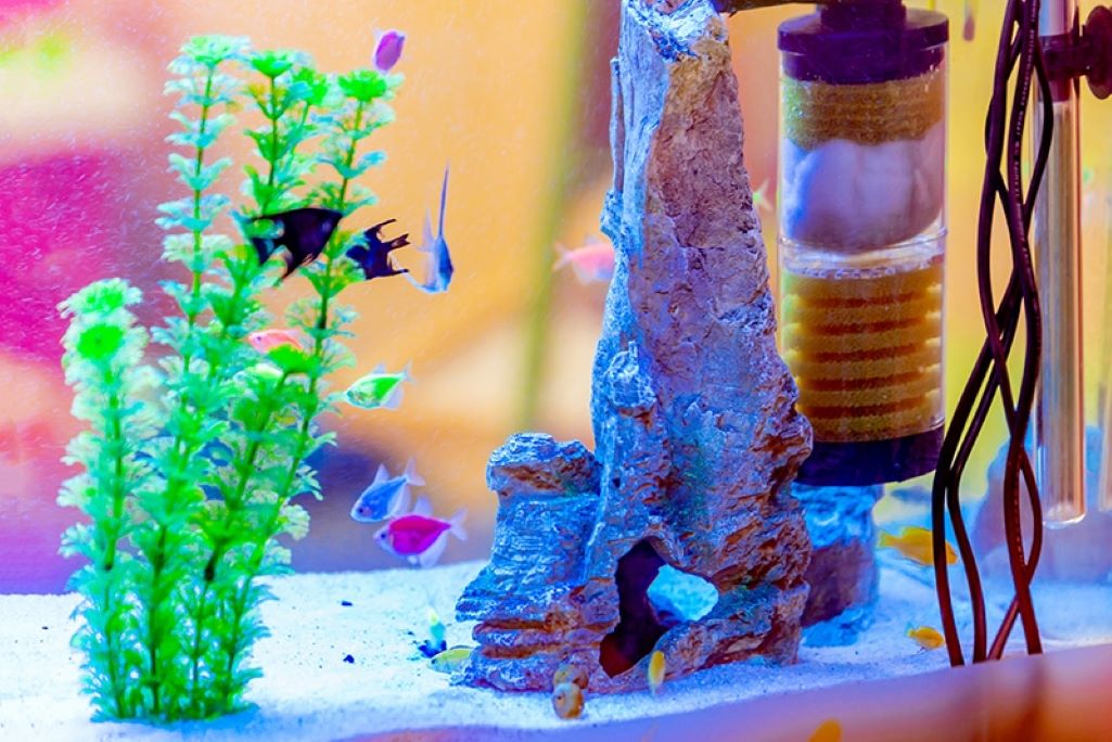 Affordable aquarium filter running in a clean fish tank