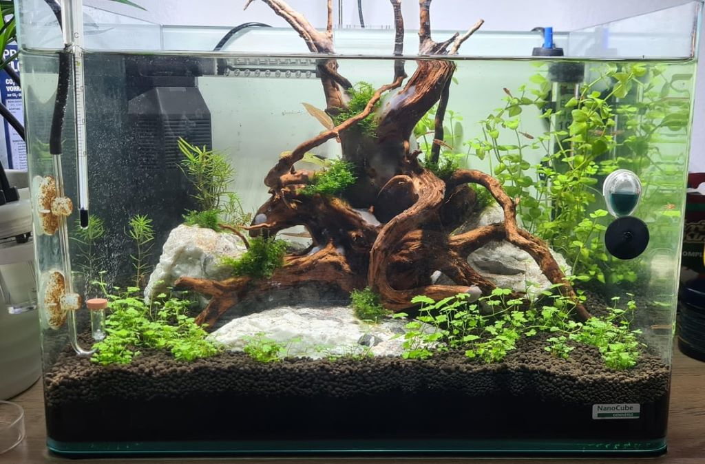 Home aquarium with crystal clear water and active filtration system