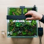 How to Choose LED Lights for a Planted Aquarium